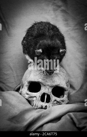 Il ratto animale domestico che gioca vicino al vecchio cranio umano decaduto come concetto di peste Foto Stock