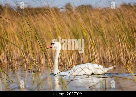 Adulto Mute Swan scivola attraverso un corso d'acqua erboso. Foto Stock