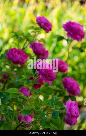 Cespuglio di rosa fiori selvatici nel giardino Foto Stock