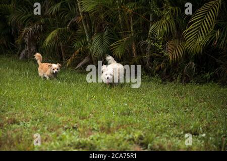 Due cani che giocano, tra cui un cane Happy Running West Highland Terrier e un Chihuahua che corre attraverso un giardino tropicale in Florida. Foto Stock