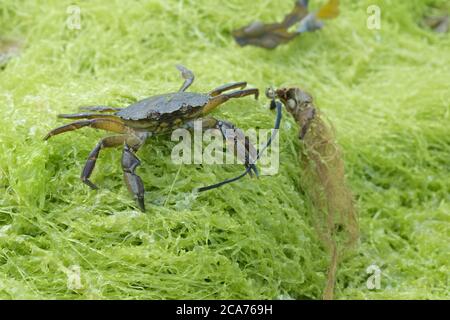 Il granchio della costa comune, noto anche come granchio verde europeo, le arene di Carcinus, si erge sulle alghe verdi che si stanchono nell'artiglio sinistro. Foto Stock