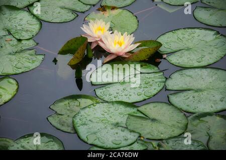 Due gigli fioriti e ninfee colorate di pesca sull'acqua nei Giardini Guyi Shanghai Cina. Foto Stock