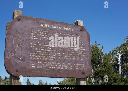 Un segno informativo sui pini bianchi che crescono intorno al Crater Lake in Oregon, USA. Foto Stock