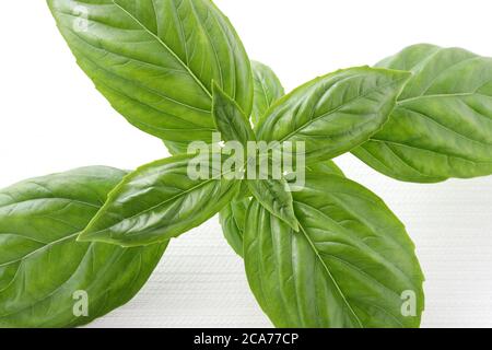 Foglie di basilico verde dolce Spice di erbe, primo piano, su sfondo bianco Foto Stock