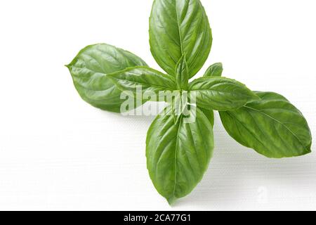 Foglie di basilico verde dolce Spice di erbe, primo piano, su sfondo bianco Foto Stock