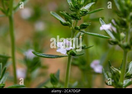 Macro texture vista di delicato bianco minuscolo e lavanda fiorisce su una pianta estiva di erbe salate in un giardino botanico soleggiato Foto Stock