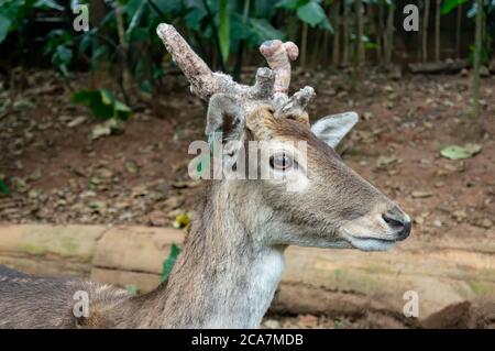 Ritratto di un cervo da favo maschile (Dama dama - un mammifero ruminante appartenente alla famiglia Cervidae) con le sue caratteristiche antlers all'interno del parco safari Zoo Foto Stock