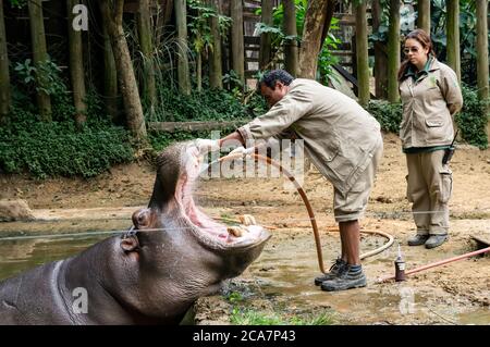 Ippopotamo (Hippopotamus anfibio - grande, per lo più erbivoro, mammifero semiacquatico) che ha la sua bocca lavata da un custode dello zoo nel parco Safari Zoo. Foto Stock