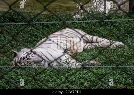 Una tigre di Belgal bianca (Panthera tigris tigris - originaria del subcontinente indiano) adagiato sull'erba facendo un pisolino nel parco zoologico Zoo Safari. Foto Stock