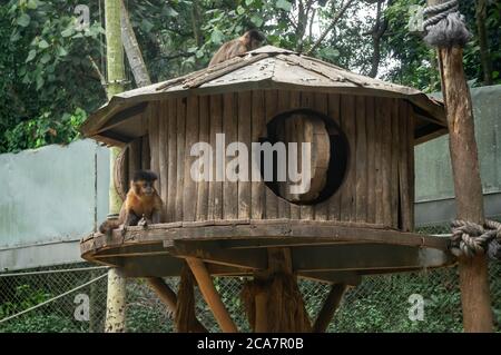 Un rifugio per i cappuccini a strisce nere (Sapajus libidinosus - una scimmia cappuccina dal Sud America) all'interno dell'area di conservazione delle scimmie nel parco safari dello zoo. Foto Stock