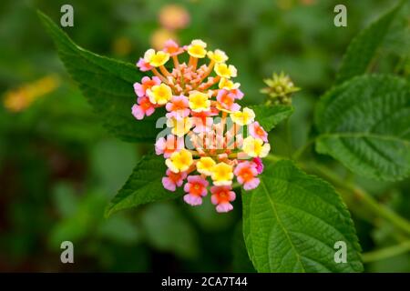 una vista closeup di fiori rosa e giallo minuscoli sulla pianta in giardino Foto Stock