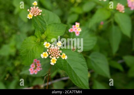 un top shot di fiori in rosa e giallo su foglie verdi pianta Foto Stock