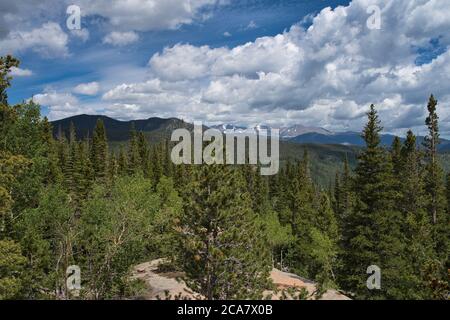 Vista sul vasto paesaggio di pini aspen. Montagne rocciose visibili in lontananza Foto Stock