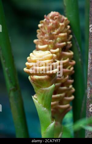 Beehive Ginger (Zinziber spectabile). June 2010. Kuala Lumpur Butterfly Park. Kuala Lumpur. Malaysia. Stock Photo