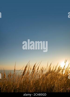 Tramonto all'alba del mare con lame dorate di erba selvatica e cielo blu oro Foto Stock