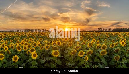 bellissimo e romantico tramonto su un campo di girasoli fioriti Foto Stock