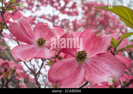 Fiore rosa Dogwood fiore primo piano Foto Stock