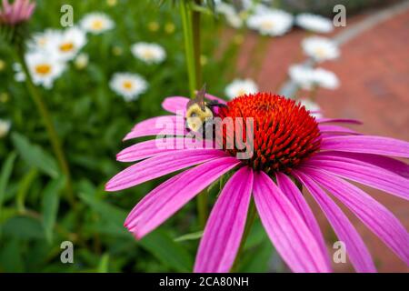 Bumble Bee nutrirsi sul polline di un rosa rosso Echinacea sensazione rosa fiore di coneflower rosa Foto Stock