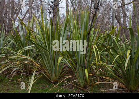 Campagna neozelandese: Piante di lino (Phormium tenax). Foto Stock