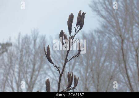 Campagna neozelandese: Piante di lino (Phormium tenax). Foto Stock