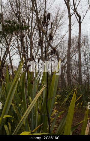 Campagna neozelandese: Piante di lino (Phormium tenax). Foto Stock