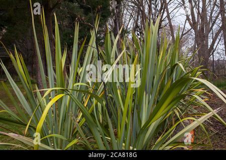 Campagna neozelandese: Piante di lino (Phormium tenax). Foto Stock