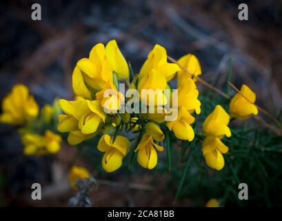 Campagna neozelandese: Fiori di gorse (Ulex). Siepi di gorse. Foto Stock
