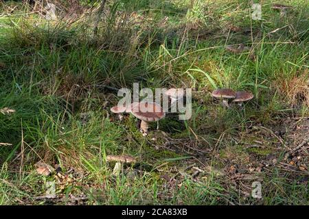 Blusher , Amanita rubbescens in bosco Foto Stock