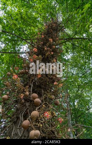 Couroupita guianensis, albero della palla di cannone. Albero tropicale con fiori d'arancio e frutti tondi marroni nel giardino botanico, Kandy, Sri Lanka. Guardando in alto Foto Stock