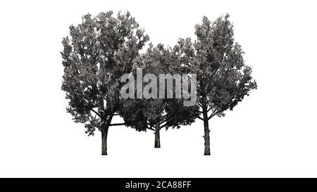 Set di Bradford Pear Trees in primavera - isolato Su sfondo bianco - illustrazione 3D Foto Stock