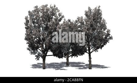 Set di Bradford Pear Trees in primavera con ombra Sul pavimento - isolato su sfondo bianco - illustrazione 3D Foto Stock