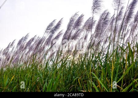 Campo di canna da zucchero con fiori bianchi e erba verde colorata contro il cielo bianco Foto Stock