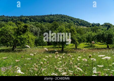 Apple Tree, frutteto prato, vicino Irrel, Eifel, Renania-Palatinato, Germania, Foto Stock