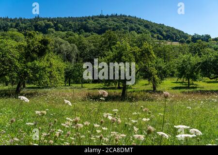 Apple Tree, frutteto prato, vicino Irrel, Eifel, Renania-Palatinato, Germania, Foto Stock