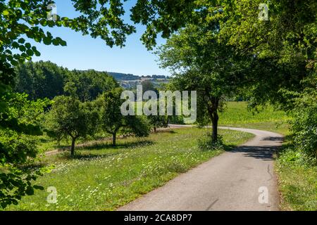 Apple Tree, frutteto prato, vicino Irrel, Eifel, Renania-Palatinato, Germania, Foto Stock