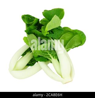 Cavolo cinese pak choi appena tagliato isolato su sfondo bianco Foto Stock