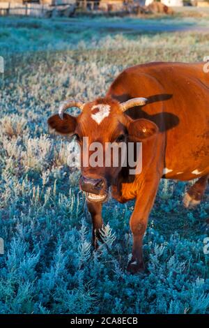 Una mucca pazza in un prato alla ricerca di cibo tra i magri semi-deserti delle steppe di Kalmyk Foto Stock