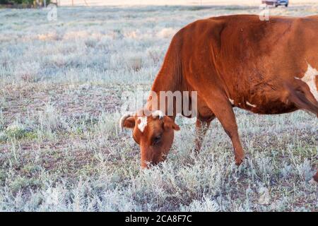 Una mucca pazza in un prato alla ricerca di cibo tra i magri semi-deserti delle steppe di Kalmyk Foto Stock