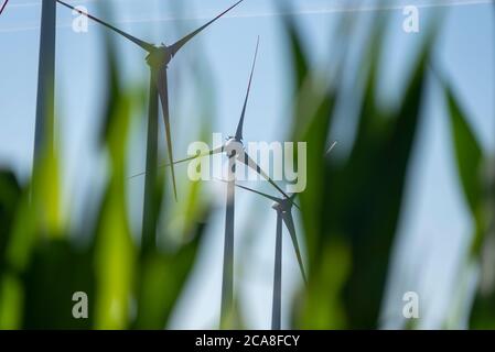 Hamersleben, Germania. 30 luglio 2020. Le turbine eoliche sono situate in un campo di mais. Credit: Stefano Nosini/dpa-Zentralbild/ZB/dpa/Alamy Live News Foto Stock