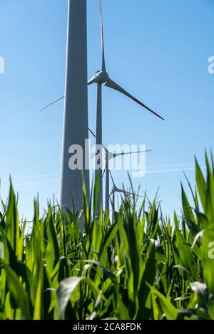 Hamersleben, Germania. 30 luglio 2020. Le turbine eoliche sono situate in un campo di mais. Credit: Stefano Nosini/dpa-Zentralbild/ZB/dpa/Alamy Live News Foto Stock