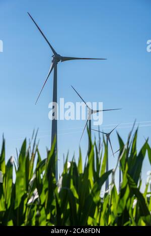 Hamersleben, Germania. 30 luglio 2020. Le turbine eoliche sono situate in un campo di mais. Credit: Stefano Nosini/dpa-Zentralbild/ZB/dpa/Alamy Live News Foto Stock