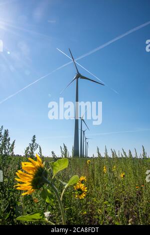 Hamersleben, Germania. 30 luglio 2020. I mulini a vento si trovano in un campo di girasoli. Credit: Stefano Nosini/dpa-Zentralbild/ZB/dpa/Alamy Live News Foto Stock