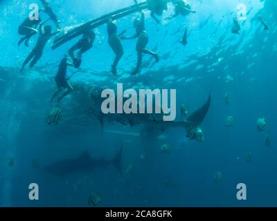 Squalo balena che si avvicina alla superficie e barca con snorkeling, Oslob, Filippine. Messa a fuoco selettiva Foto Stock