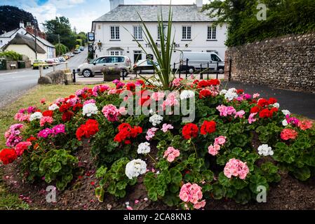 East Budleigh in fiore mostra. Anche un'esposizione di minedness civico. Foto Stock