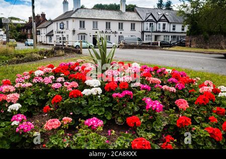 East Budleigh in fiore mostra. Anche un'esposizione di minedness civico. Foto Stock