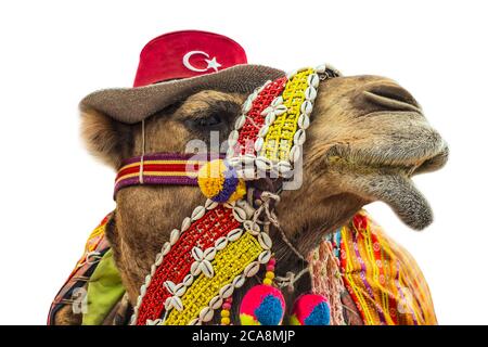 Cammello Ritratto aspetto felice decorato su cappello con bandiera turca isolato su sfondo bianco. Viaggiare in Turchia. Foto Stock