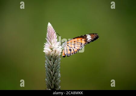 Farfalla monarca su un fiore Foto Stock