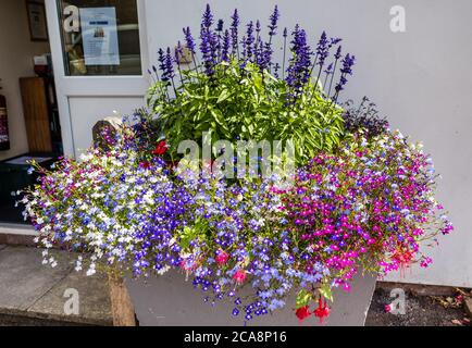 East Budleigh in fiore mostra. Anche un'esposizione di minedness civico. Foto Stock