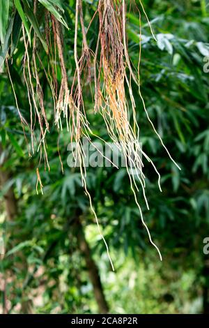 Radici di prop appesi di Banyan Tree Foto Stock