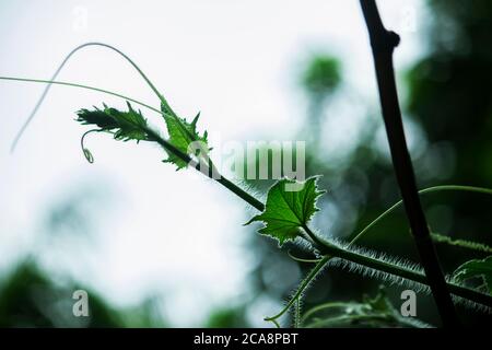 Foglie verdi nella foresta alla luce del sole Foto Stock